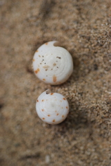 Conus eburneus
