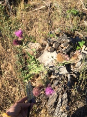 Cirsium remotifolium