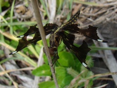 Palpopleura portia