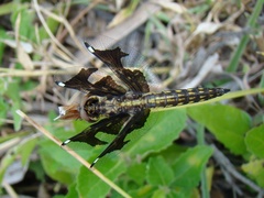Palpopleura portia