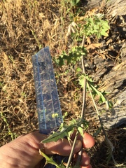 Cirsium remotifolium