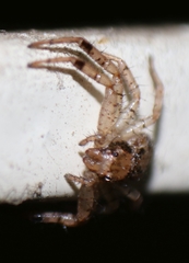Indoxysticus