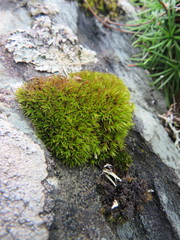 Trichostomum brachydontium