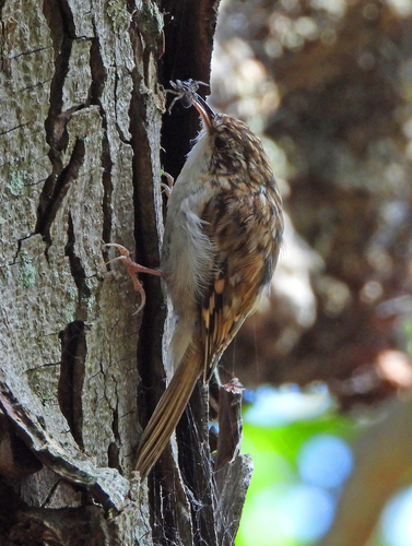 Agateador euroasiático (Certhia familiaris)