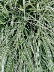 Phalaris arundinacea picta