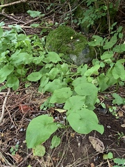 Cicerbita macrophylla