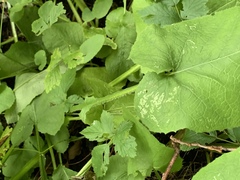 Cicerbita macrophylla