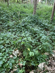 Cicerbita macrophylla