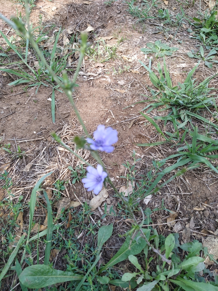 Chicory