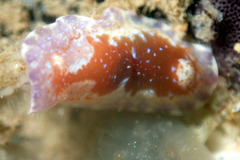 Chromodoris alternata