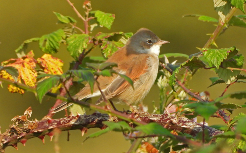 Curruca zarcera (Curruca communis)