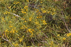Acacia ligulata