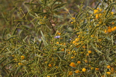 Acacia ligulata