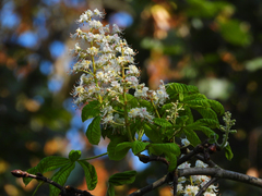 Aesculus hippocastanum