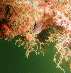 Aplousobranchia