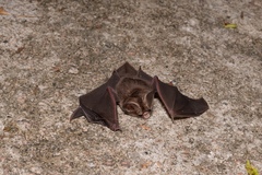 Hipposideros pomona