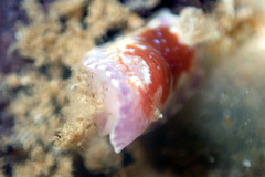 Chromodoris alternata
