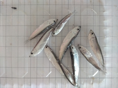 Clupeonella cultriventris