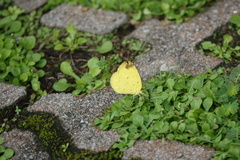 Eurema simulatrix tecmessa