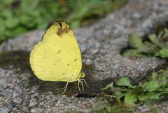 Eurema simulatrix tecmessa