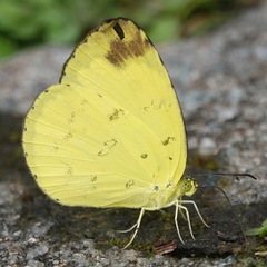 Eurema simulatrix tecmessa