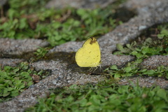 Eurema simulatrix tecmessa