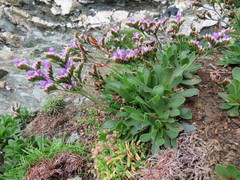 Limonium binervosum