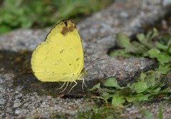Eurema simulatrix tecmessa