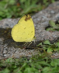 Eurema simulatrix tecmessa