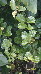 Parsonsia alboflavescens