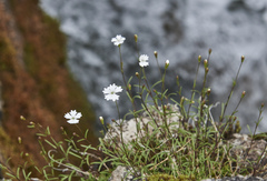 Heliosperma pusillum