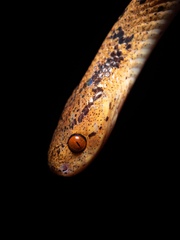 Pareas chinensis