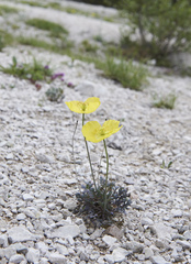 Papaver alpinum