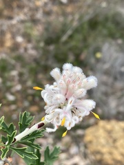 Petrophile diversifolia