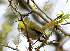 Apalis flavida neglecta