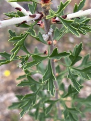 Petrophile diversifolia