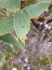 Hakea ferruginea