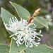 Hakea ferruginea - Photo (c) Dustyn and Catherine, some rights reserved (CC BY-NC), uploaded by Dustyn and Catherine