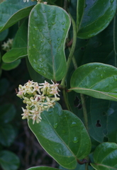 Parsonsia alboflavescens