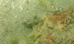 Cryptocentroides gobioides