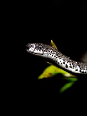 Pareas margaritophorus