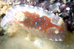 Chromodoris alternata