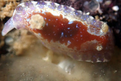 Chromodoris alternata