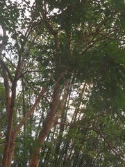 Dalbergia latifolia