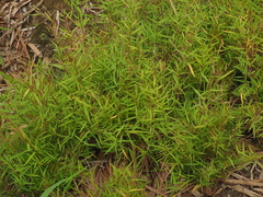 Pogonatherum crinitum