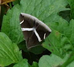 Bastilla arctotaenia