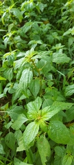 Parietaria officinalis