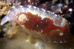 Chromodoris alternata