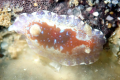 Chromodoris alternata