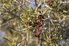 Acacia oswaldii